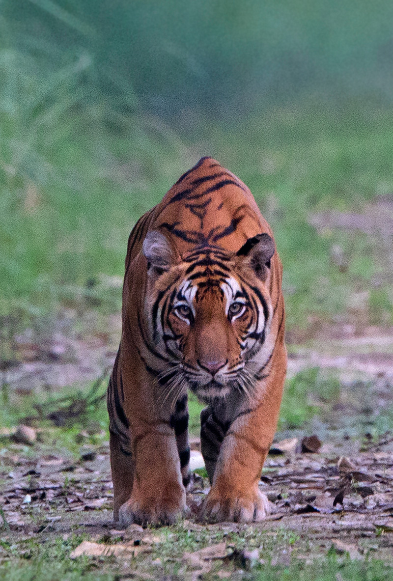 Tiger (Panthera Tigris)