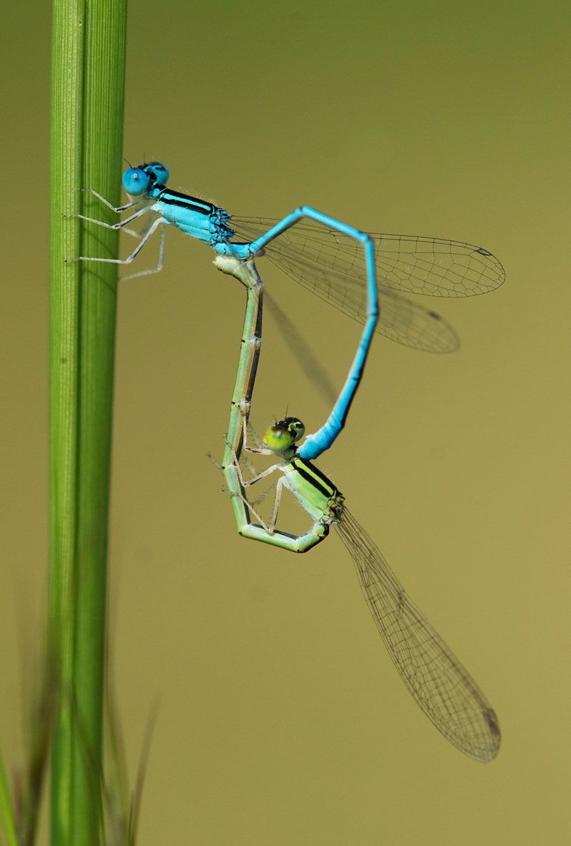 Damsel Fly