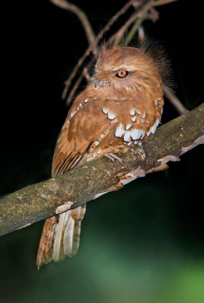 Hodgsons Frogmouth (Batrachostomus Hodgsoni)