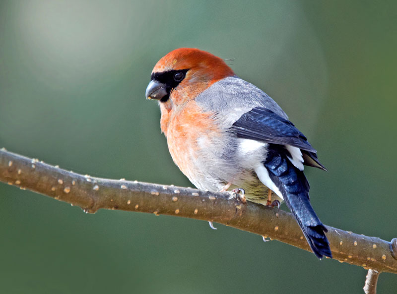 Red Headed Bullfinch (Pyrrhula Erythrocephala)