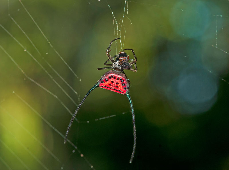 Spider