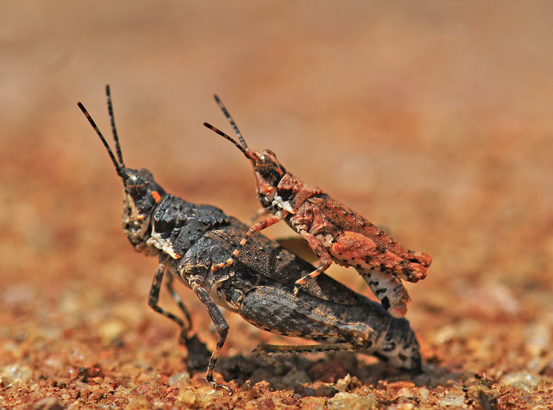 Orthoptera