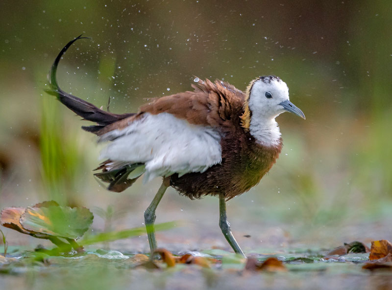 Pheasant Tailed Jacana (Hydrophasianus Chirurgus)