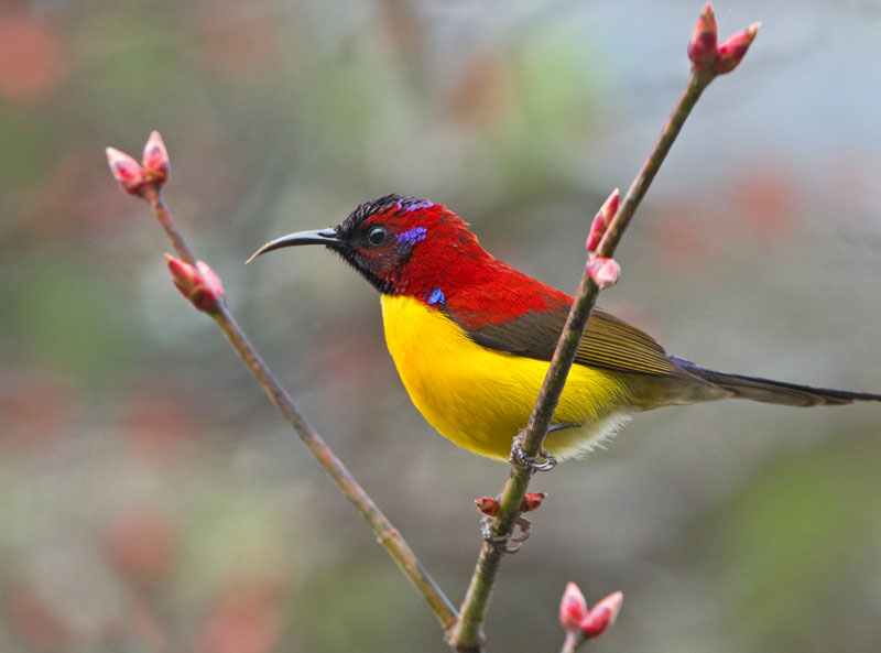 Mrs Goulds Sunbird (Aethopyga Gouldiae)