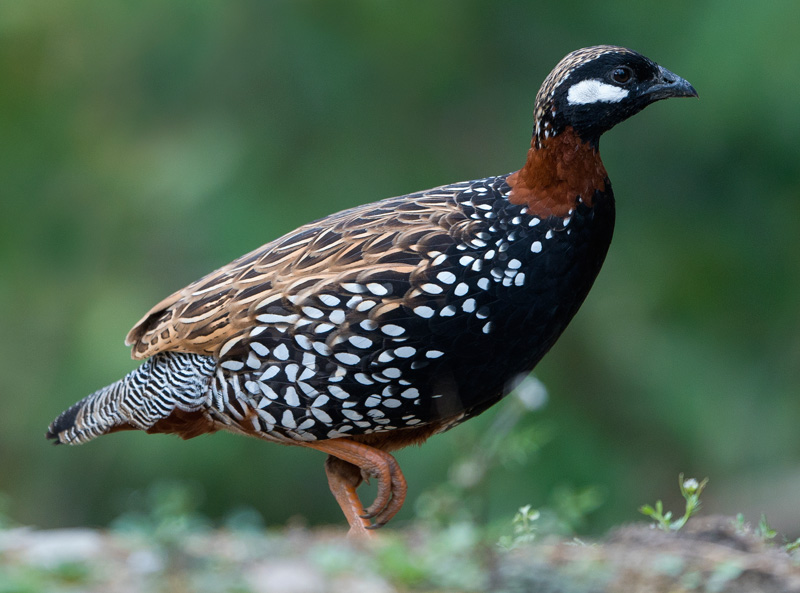 Black Francolin (Francolinus Francolinus)