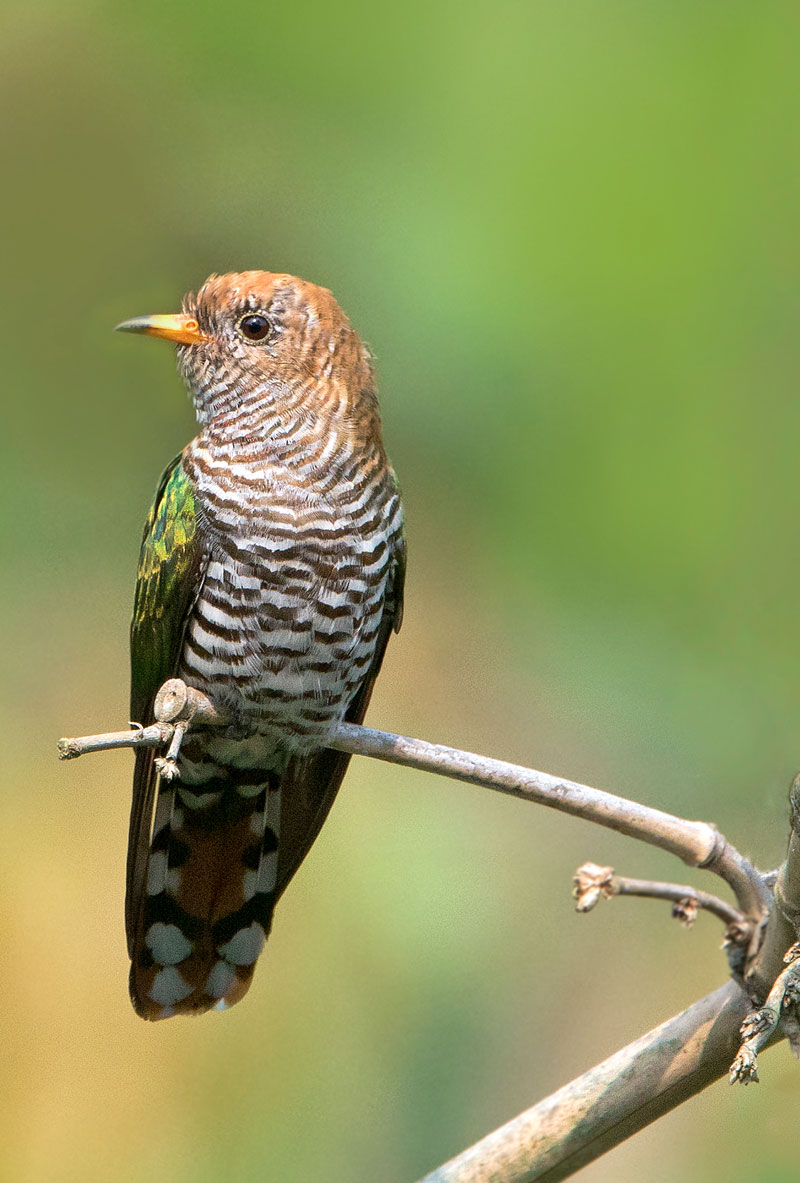 Asian Emerald Cuckoo (Chrysococcyx Maculatus)