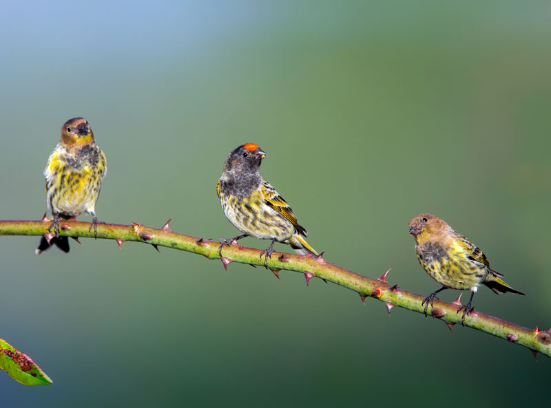 Red Fronted serin (Serinus Pusillus)