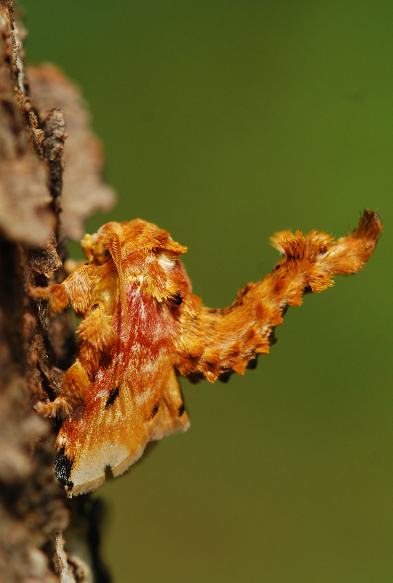 Moth