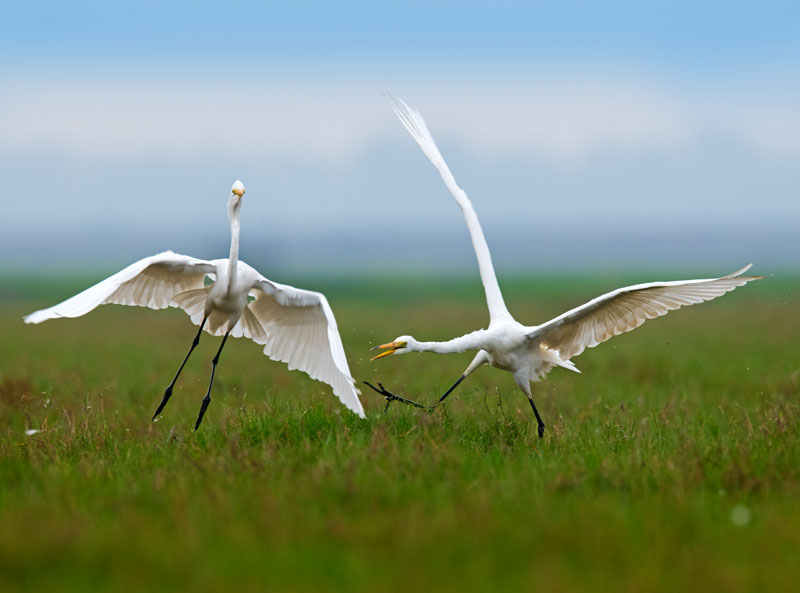 Great Egret (Ardea Alba)