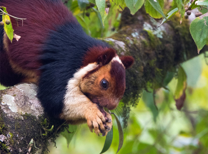 Indian Giant Squirrel (Ratufa Indica)