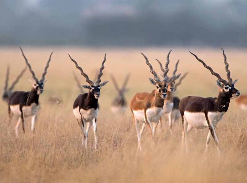 Blackbuck (Antilope Cervicapra)