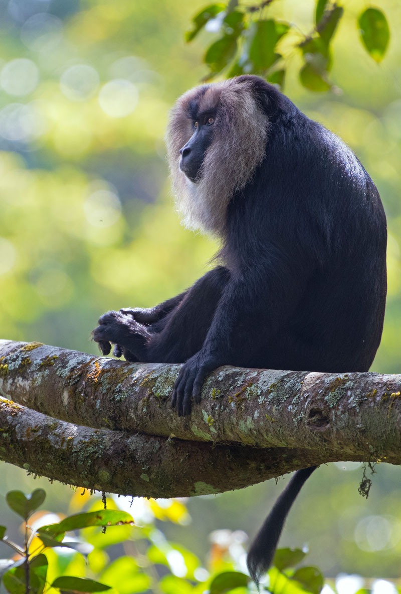 Lion Tailed Macaque (Macaca Silenus)