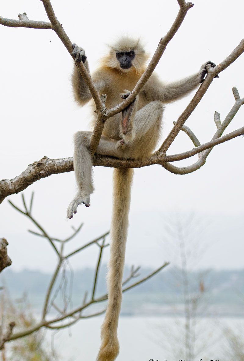 Gees Golden Langur (Trachypithecus Geei)