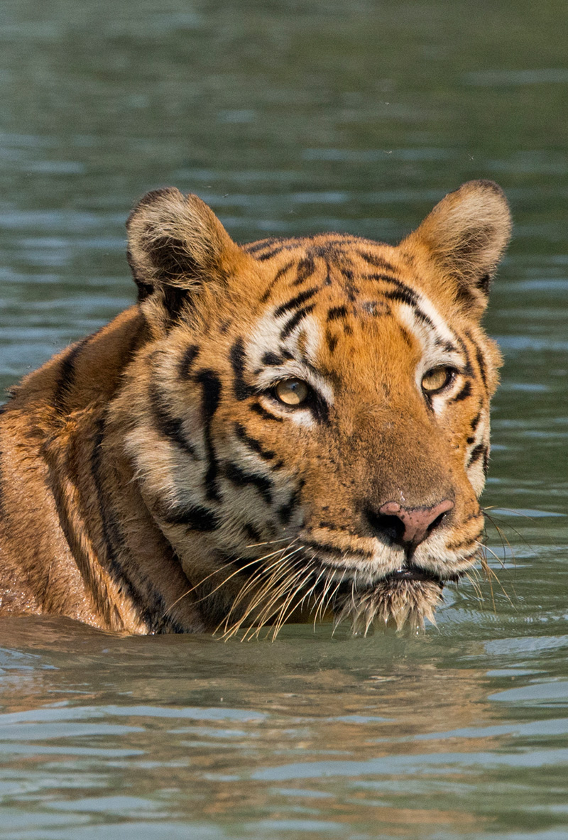 Tiger (Panthera Tigris)