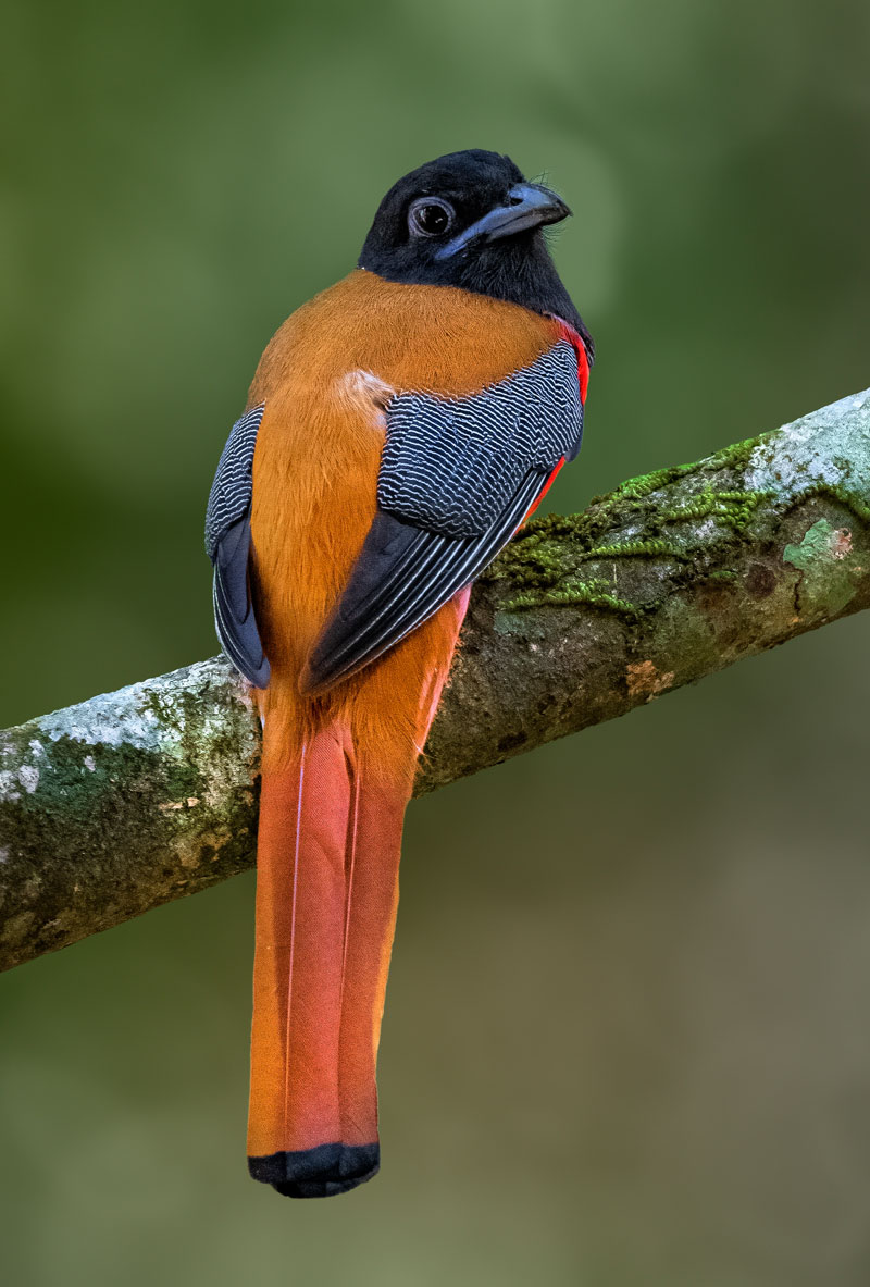 Malabar Trogon (Harpactes Fasciatus)