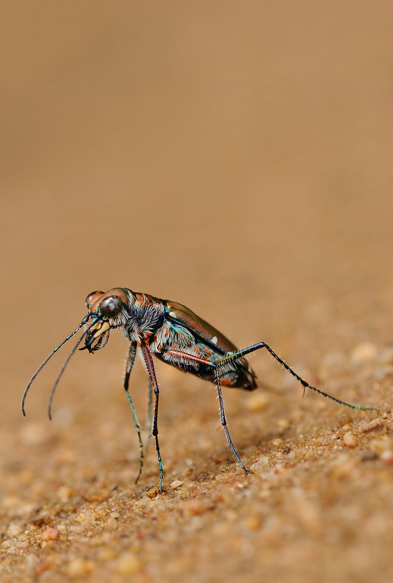 Tiger Beetle