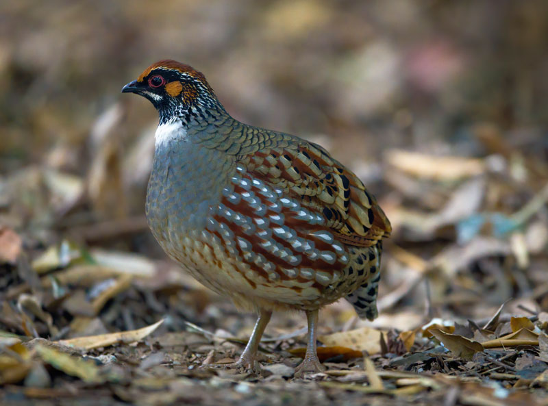 Hill Partridge (Arborophila Torqueola)