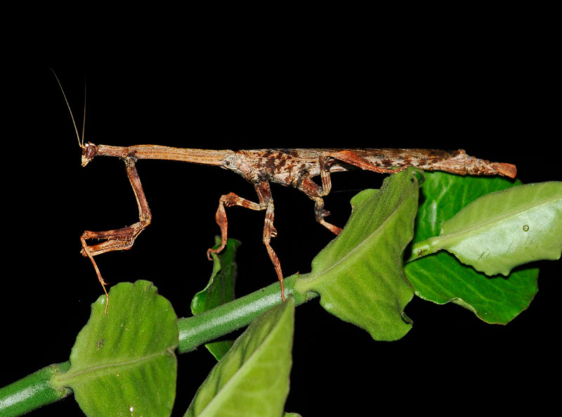 Mantis
