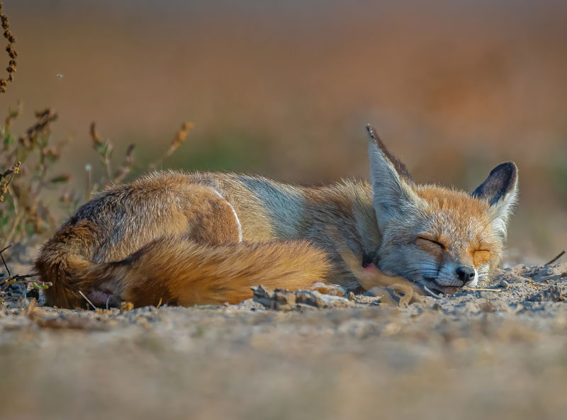 Desert Fox White Footed Fox (Vulpes Vulpes Pusilla)
